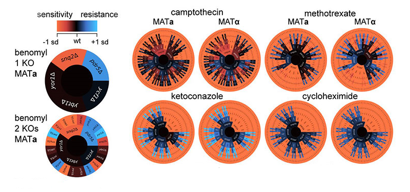 Computerized renderings of genes.