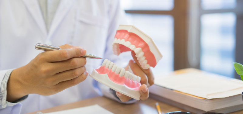 Scientist is holding a teeth model in his hand. 