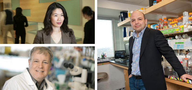 Sinai researchers: Dr. Daniel Durocher, Dr. Rayjean Hung, Dr. Jeff Wrana