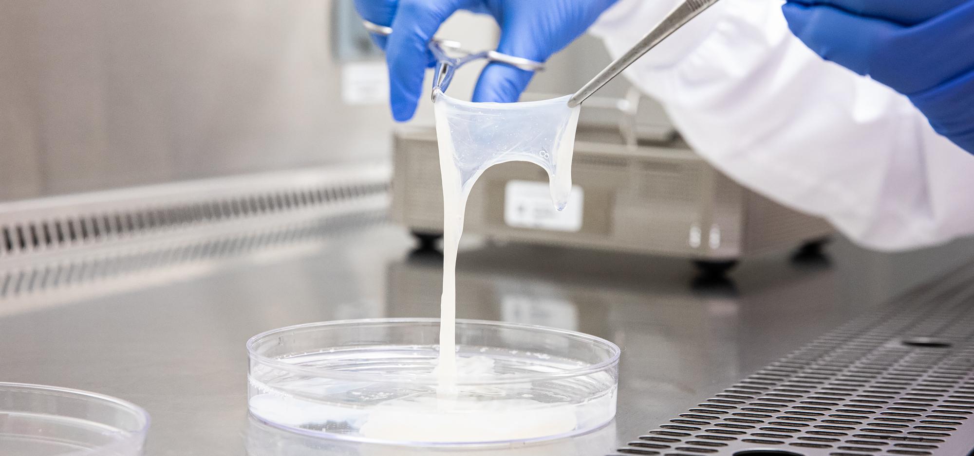 Placental tissue held up to be examined