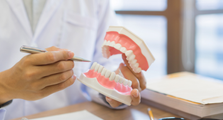 Scientist is holding a teeth model in his hand. 